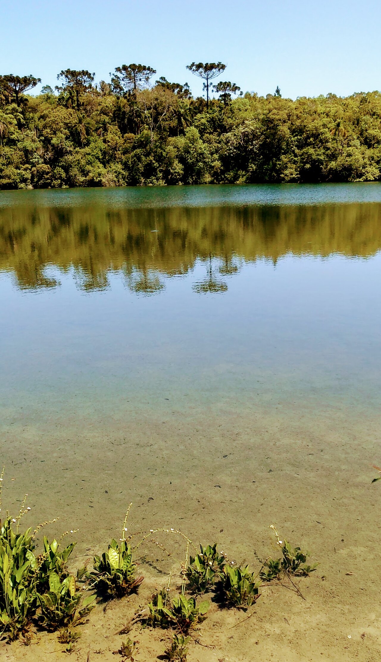 Lagoa Dourada